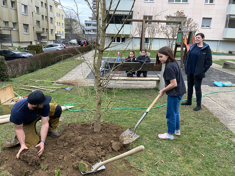 Zehntenstrasse-Feldahorn-Baumpflanzung_2021-03-04-B